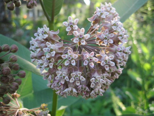 Best Milkweed Varieties For Monarch Butterflies | Almanac.com